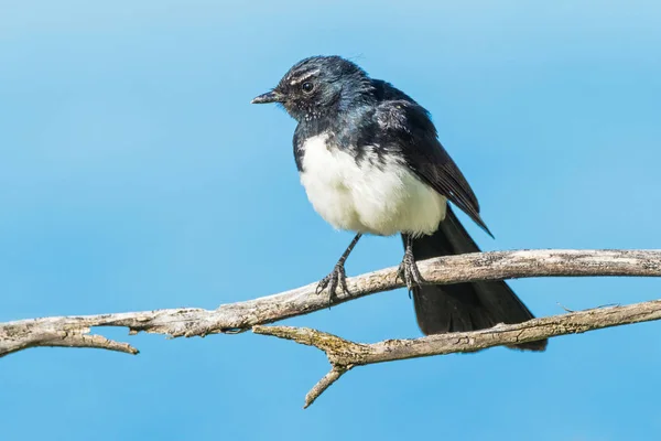 Willie Wagtail on a Branch — Stock Photo, Image