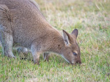 Kızıl enseli wallaby