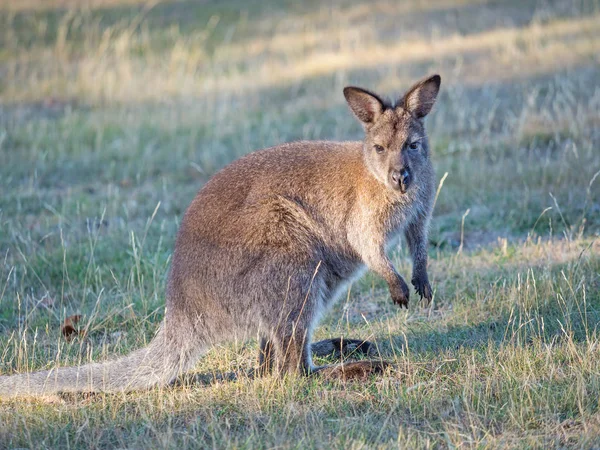 Vörösnyakú wallaby — Stock Fotó