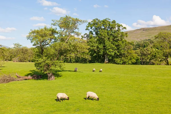 Yorkshire Dales Farm Tájkép — Stock Fotó