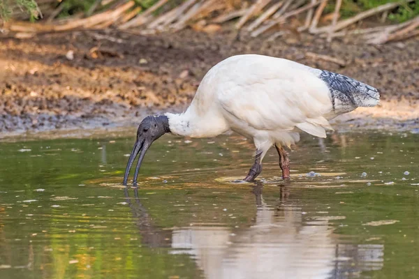 Australian White Ibis Wading — Stock Photo, Image