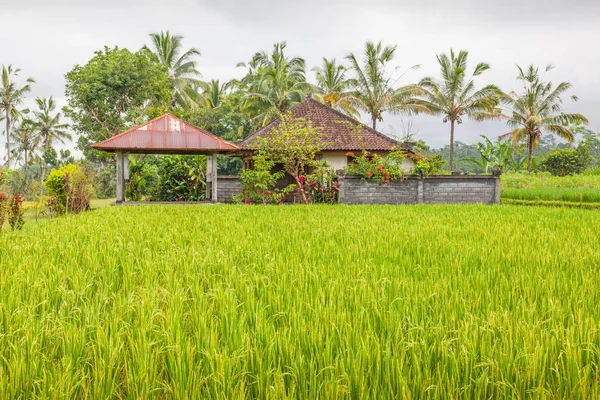 Paddy arroz em Bali — Fotografia de Stock