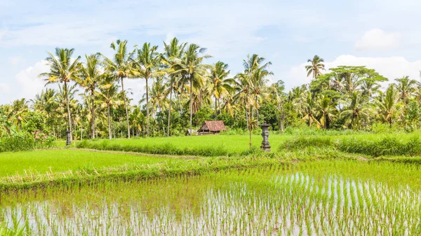 Paddy arroz em Bali — Fotografia de Stock