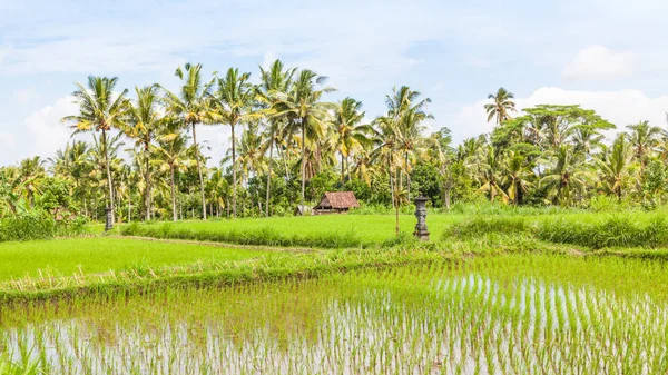 Neloupané rýže v Bali — Stock fotografie