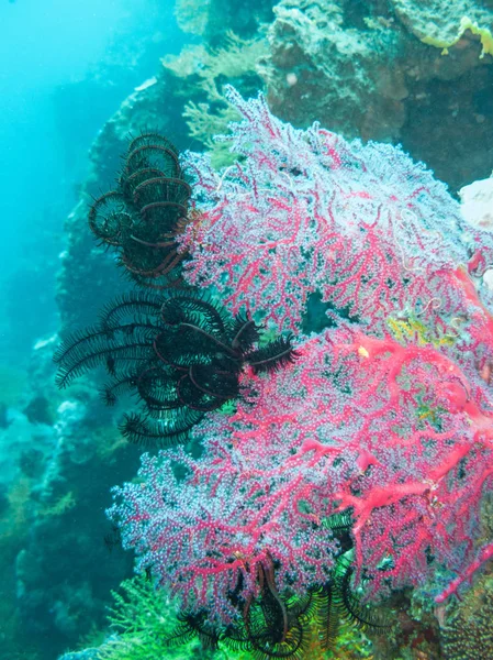 Μαλακό Coral και Crinoids — Φωτογραφία Αρχείου