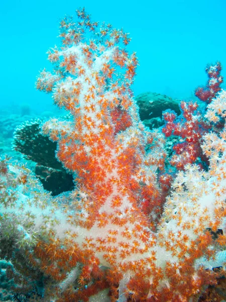 Coral Suave Crinoide Fotografiado Arrecife Frente Costa Este Bali Indonesia —  Fotos de Stock