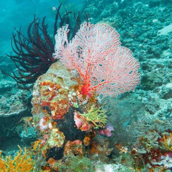 Μαλακό Coral και ένα Crinoid — Φωτογραφία Αρχείου