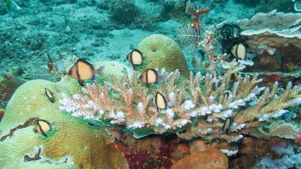 Refugio de damiselas en Coral —  Fotos de Stock