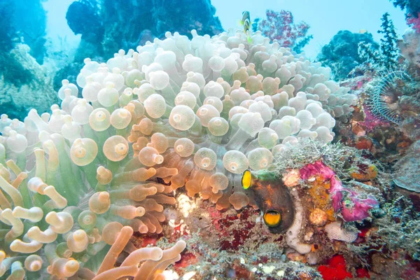 Anémona de punta de burbuja de Bali — Foto de Stock
