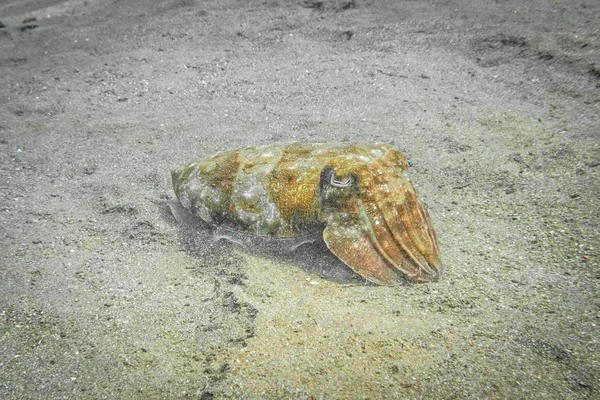 Cuttlefish off Bali — Stock Photo, Image