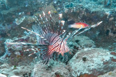 Bali 'nin doğu kıyısında aslan balığı.