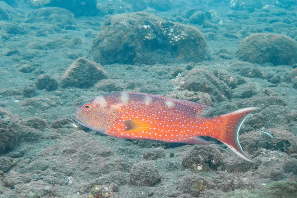 A Grouper Photographed off Bali — Φωτογραφία Αρχείου