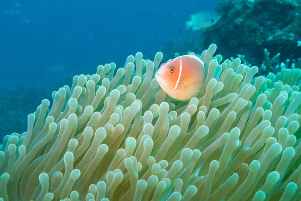 Anémona rosada frente a la costa este de Bali — Foto de Stock