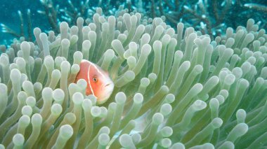 Bali 'nin doğu kıyısında Pembe Anemonfish
