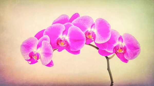Primer Plano Aerosol Orquídea Miniatura Rosa Con Fondo Texturizado —  Fotos de Stock