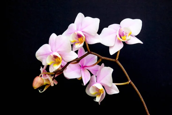 Ветвь Миниатюрных Орхидей Черном Фоне — стоковое фото