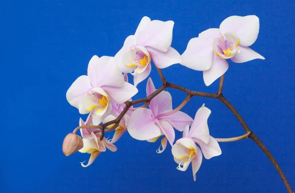 Una Rama Orquídeas Rosadas Minature Contra Fondo Azul Del Cielo —  Fotos de Stock