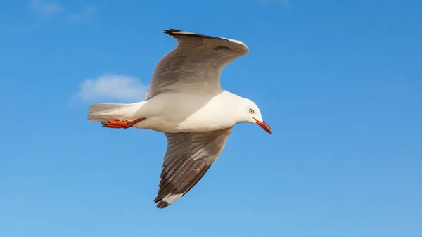 Native New Zealand Red Billed Gulls Found All Coast — Stok fotoğraf