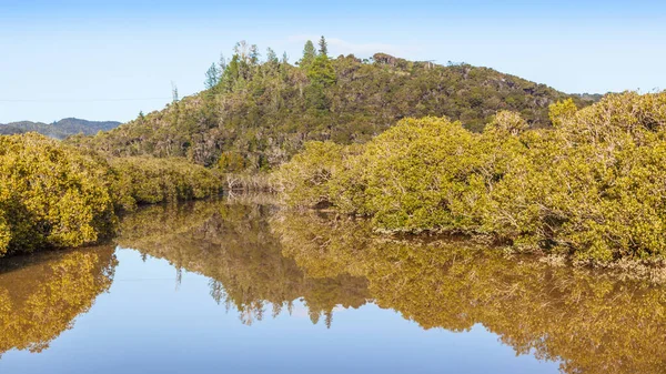 Mangrowe Między Wodospadami Paihia Haruru Northland North Island Nowa Zelandia — Zdjęcie stockowe