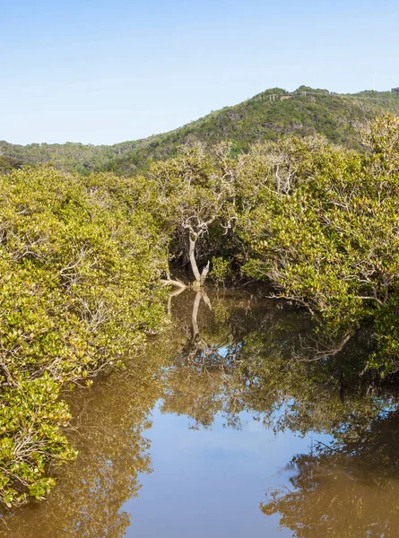Mangrovlar Paihia Haruru Şelaleleri Arasında Northland Kuzey Adası Yeni Zelanda — Stok fotoğraf