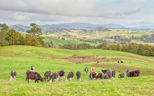 Una Mandria Mucche Pascolo Nel Distretto Towai North Island Nuova — Foto Stock