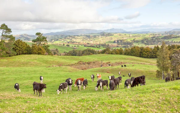 Uma Manada Vacas Pastando Distrito Towai North Island Nova Zelândia — Fotografia de Stock