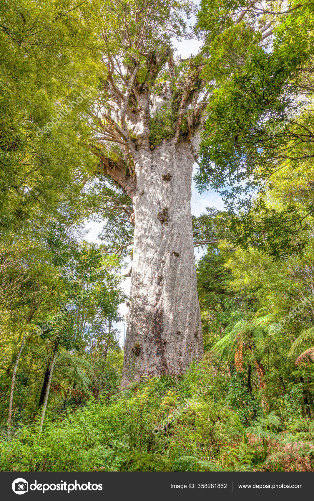 Tane Mahuta Aussi Appelé Lord God Forest Est Kauri Géant ...