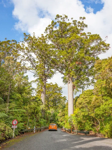 Eine Schmale Brücke Waipoua Forest Der Nordwestküste Der Neuseeländischen Nordinsel — Stockfoto