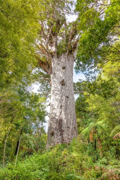 Tane Mahuta Även Kallad Lord God Forest Ett Gigantiskt Kauriträd — Stockfoto