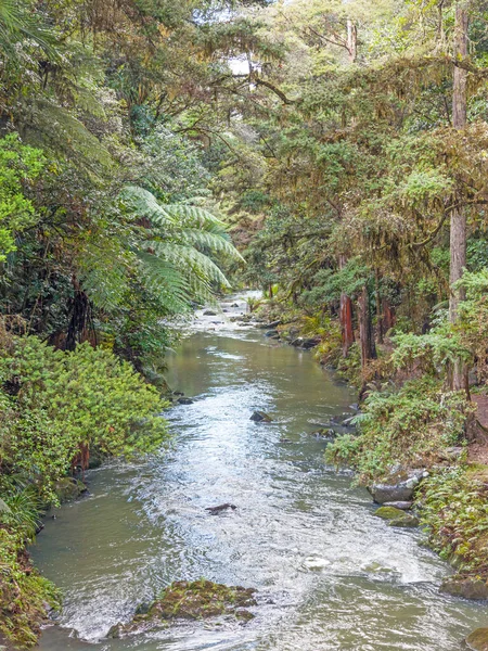 Fiume Hatea Scorre Sotto Whangarei Falls Nella Whangarei Scenic Reserve — Foto Stock