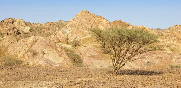 Umbrella Thorn Acacia Growing Gravel Plain Tuwawah Area Sultanate Oman — Stock Photo, Image