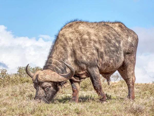 Búfalo Africano Cabo Syncerus Caffer Pastando Parque Nacional Addo Elephant — Fotografia de Stock