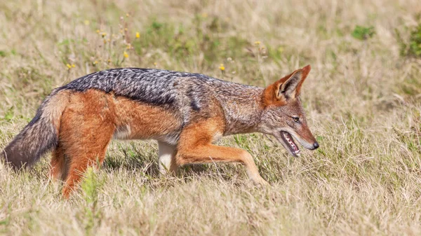 Chacal Respaldo Negro Canis Mesomelas También Conocido Como Chacal Respaldo —  Fotos de Stock