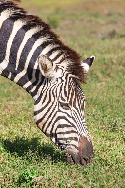 Close Burchell Zebra Equus Burchellii Grazing Addo Elephant National Park — Stock Photo, Image