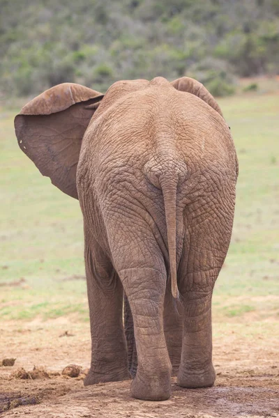 Οπίσθια Όψη Νεαρού Ταύρου Ελέφαντα Στο Εθνικό Πάρκο Addo Elephant — Φωτογραφία Αρχείου