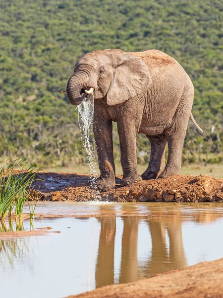 Ein Elefant Trinkt Hapoor Damm Addo Elephant Nationalpark Südafrika — Stockfoto