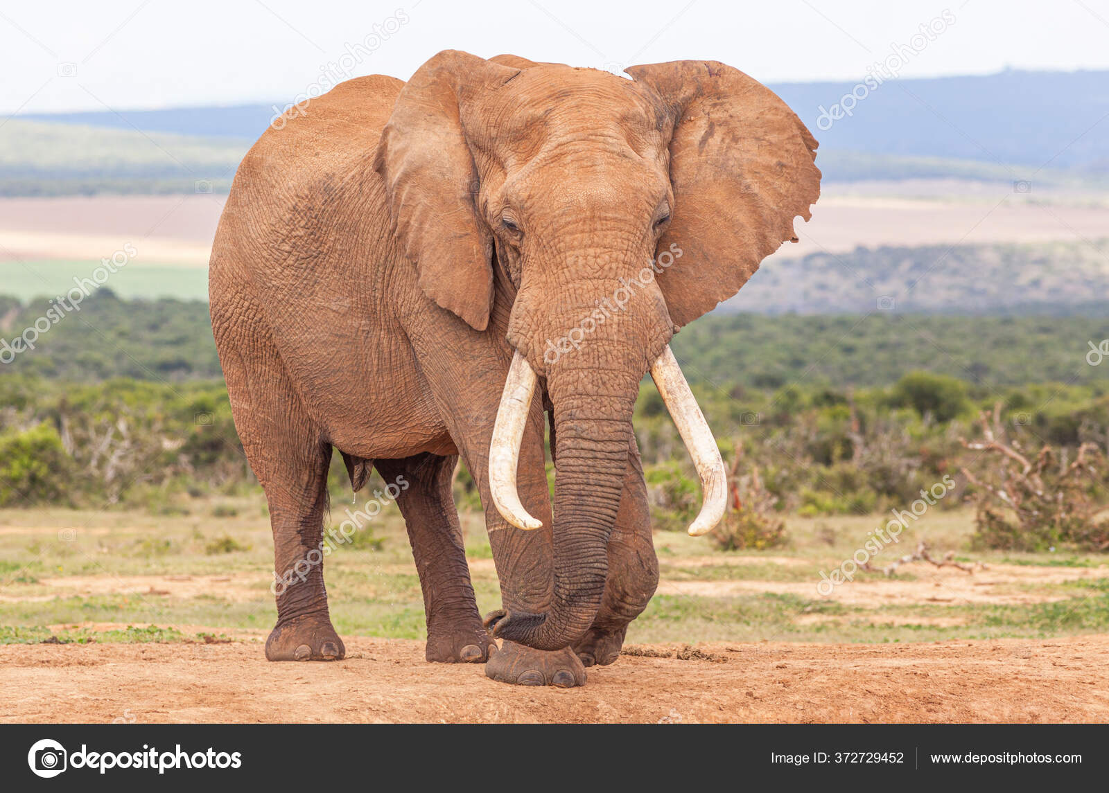 Magnificent 'Tusker' Bull Elephant Addo