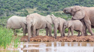 Güney Afrika 'daki Addo Fil Ulusal Parkı' nda Hapoor Barajı 'nda su içen dişi ve genç bir fil..