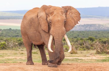 Güney Afrika 'daki Addo Fil Ulusal Parkı' nda muhteşem bir fildişi boğa fili..