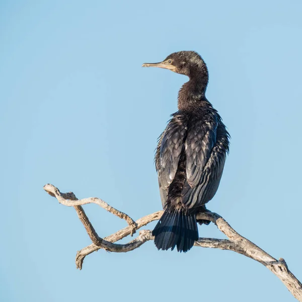 Malý Černý Kormorán Phalacrocorax Sulcirostris Vyfocený Herdsman Lake Perthu Západní — Stock fotografie