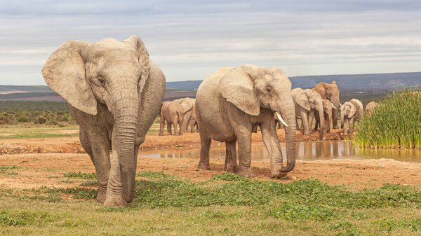 An elephant herd at Hapoor Dam in Addo Elephant National Park in South Africa.