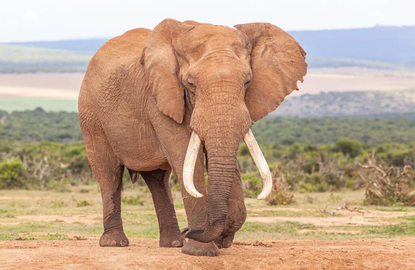 Magnifique Éléphant Taureau Usker Dans Parc National Addo Elephant Afrique — Photo