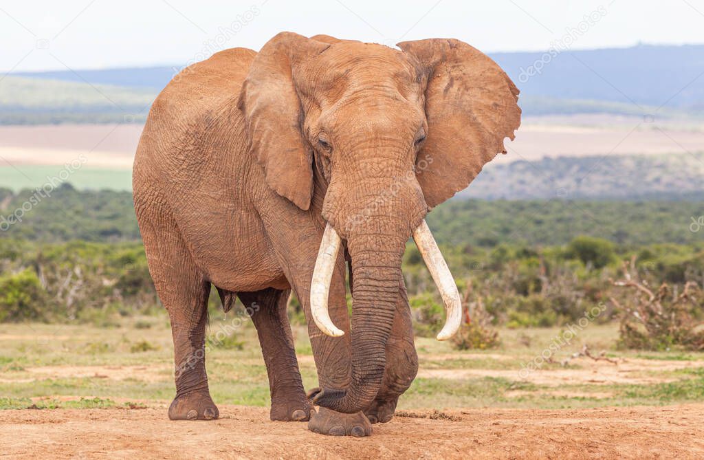 A magnificent 'tusker' bull elephant in the Addo Elephant National Park, in South Africa.