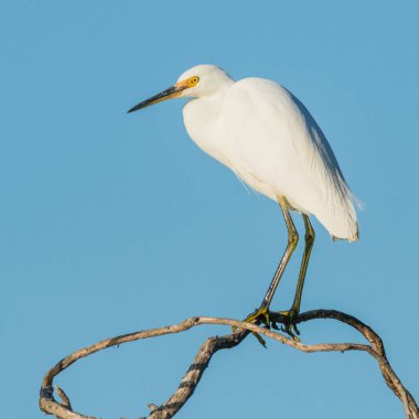 Batı Avustralya, Perth 'teki Çoban Gölü' nde bir ağaç dalında küçük bir balıkçıl..