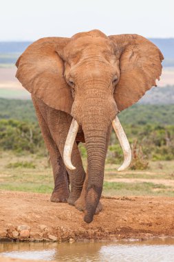 Güney Afrika 'daki Addo Fil Ulusal Parkı' nda muhteşem bir fildişi boğa fili..