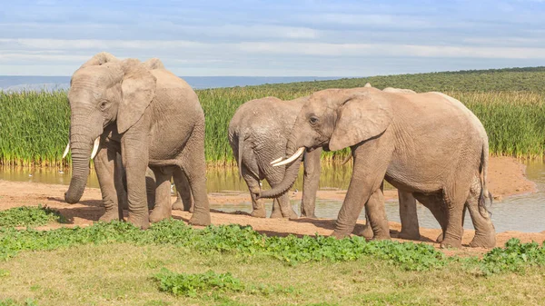 Parte Una Manada Elefantes Presa Hapoor Parque Nacional Elefante Addo — Foto de Stock