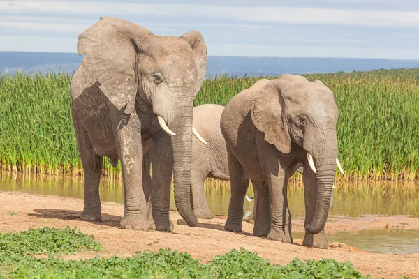 Elefantes Presa Hapoor Parque Nacional Elefantes Addo Sudáfrica —  Fotos de Stock