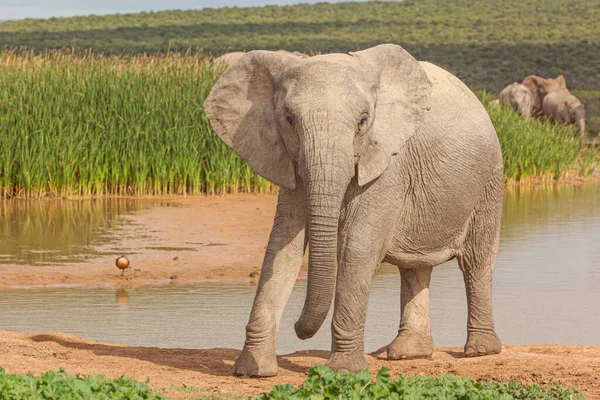 Bliskie Spotkanie Słoniem Alarmowym Przy Zaporze Hapoor Parku Narodowym Addo — Zdjęcie stockowe