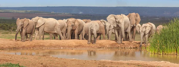 Elefante Acercándose Presa Hapoor Parque Nacional Elefante Addo Sudáfrica —  Fotos de Stock