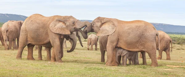 在南非的Addo Elephant国家公园里 一头带着孩子的大象正在互相问候 — 图库照片